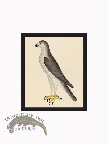 Rudbeck CFA_BF 31 Goshawk